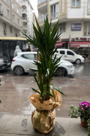 3'lü Yuka Saksı Bitkisi