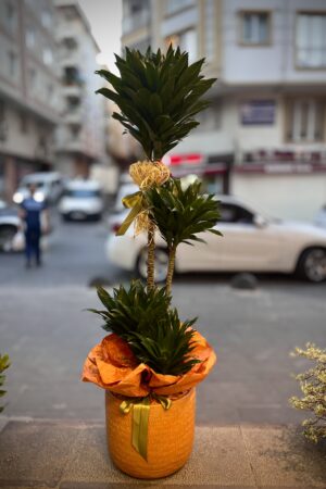 4'lü Dracena Compact Saksı Bitkisi